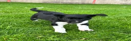Sprollie dogs for sale: Sprollie Pups looking for forever homes - Advert 7