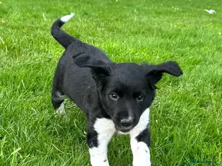 Sprollie dogs Sprollie Pups looking for forever homes - Advert 1