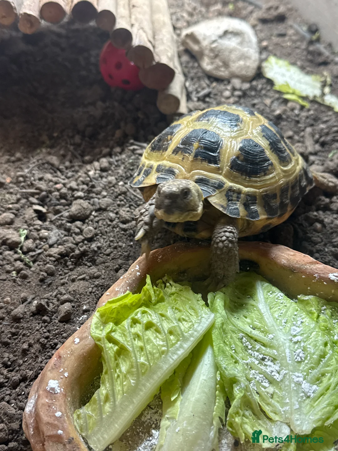 Hermann Tortoise reptiles for sale: 3 year old tortoise.  - Advert 2
