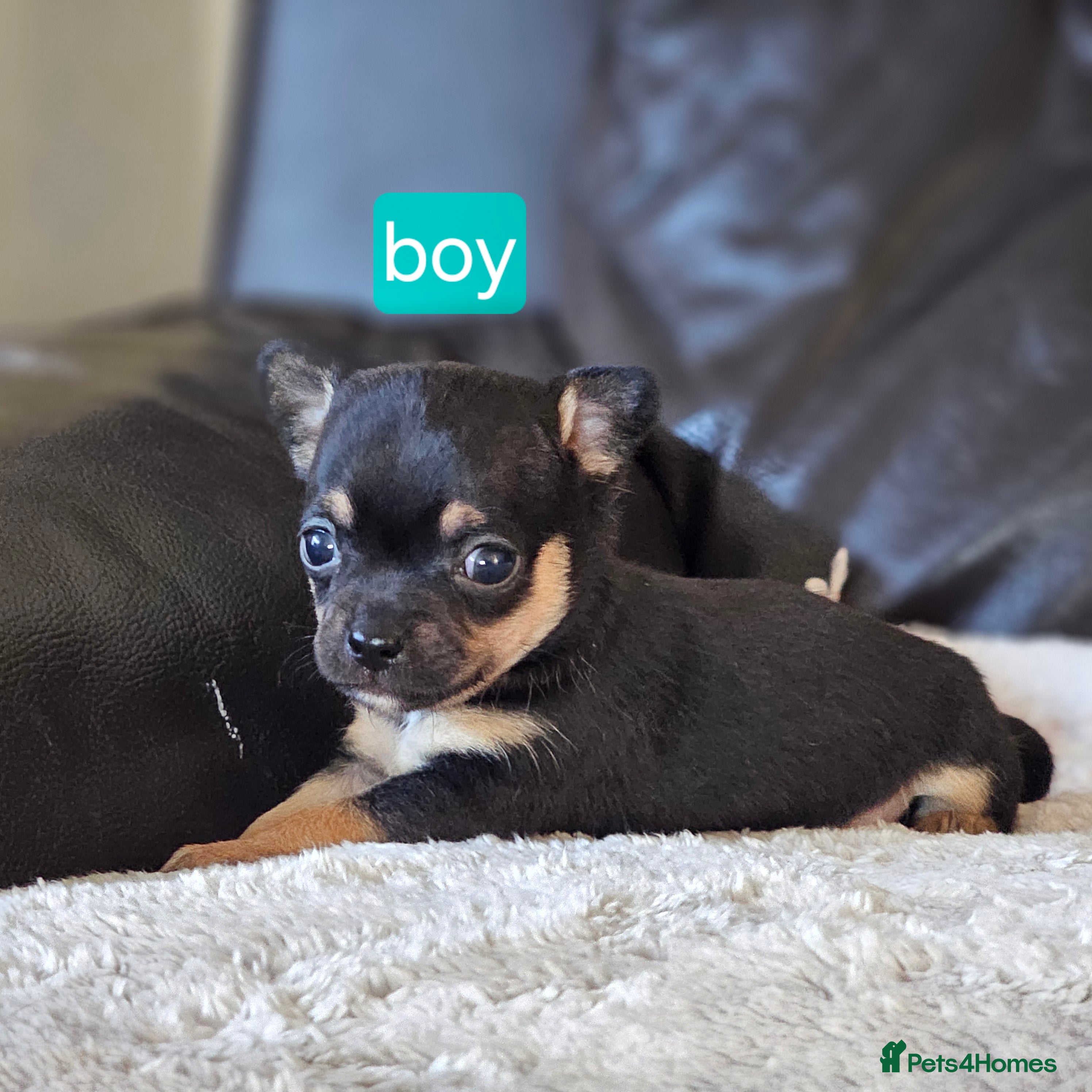 Chihuahua dogs 3 tiny chiuauas - Advert 1