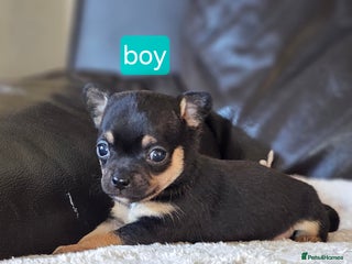 Chihuahua dogs 3 tiny chiuauas - Advert 12