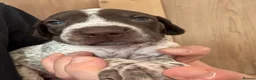 German Shorthaired Pointer dogs for sale: Lovely German shorthaired pointer pups Kc reg  - Advert 13