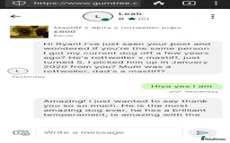 Mixed Breed dogs for sale: Rottweiler x Akita  mastiff pups - Advert 5