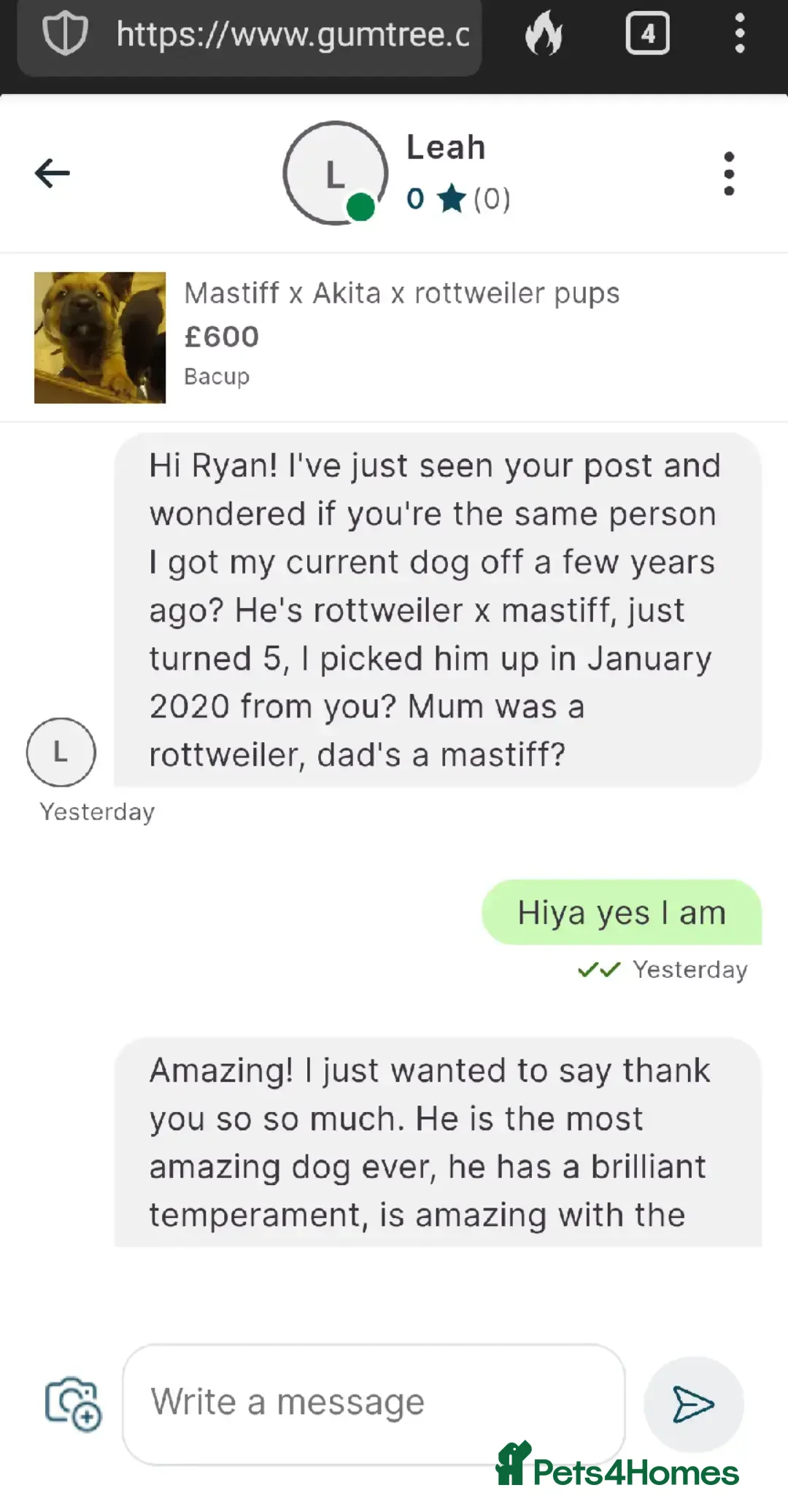 Mixed Breed dogs for sale: Rottweiler x Akita  mastiff pups - Advert 5