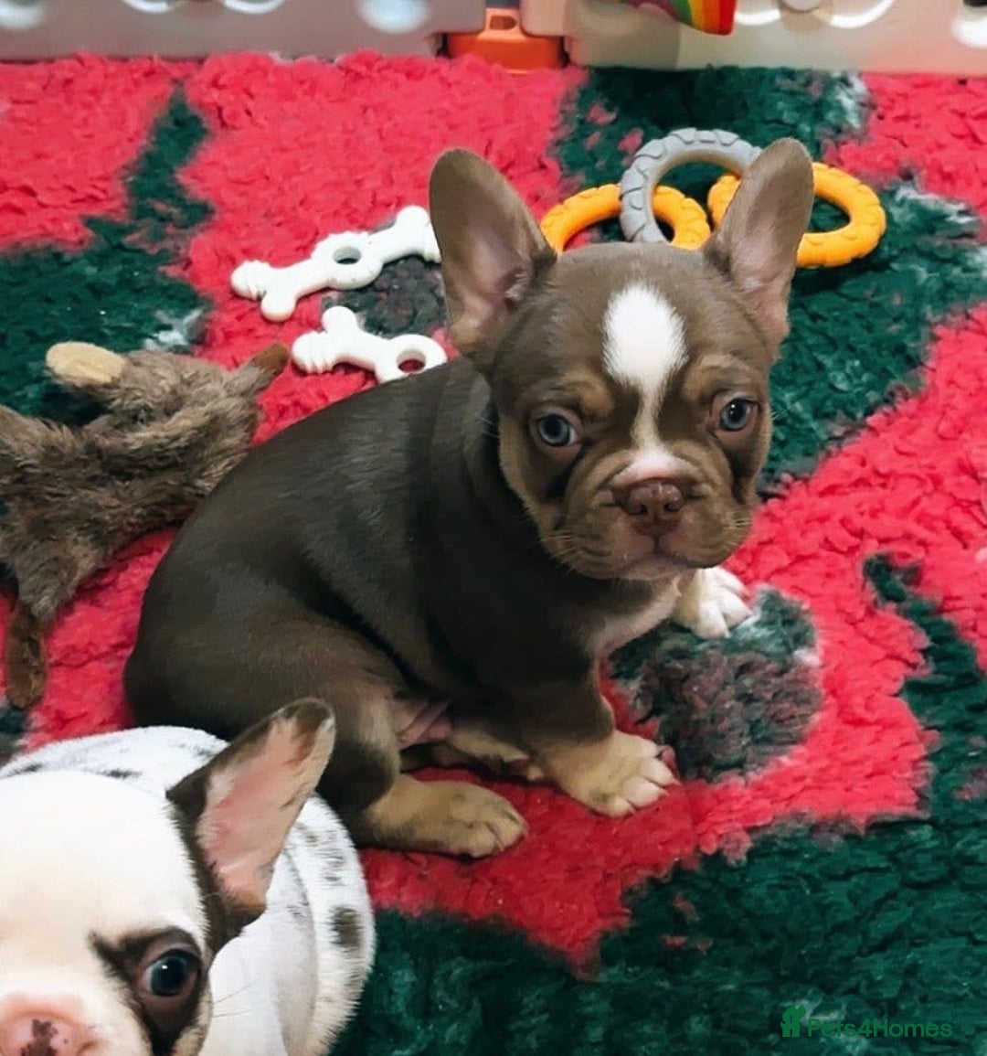 French Bulldog dogs for sale: READY NOW- 2 BOYS LEFT- QUALITY FRENCHIE PUPS - Advert 39