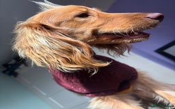 Mixed Breed dogs for sale: 10 month old cocker spaniel X red setter. - Image 1