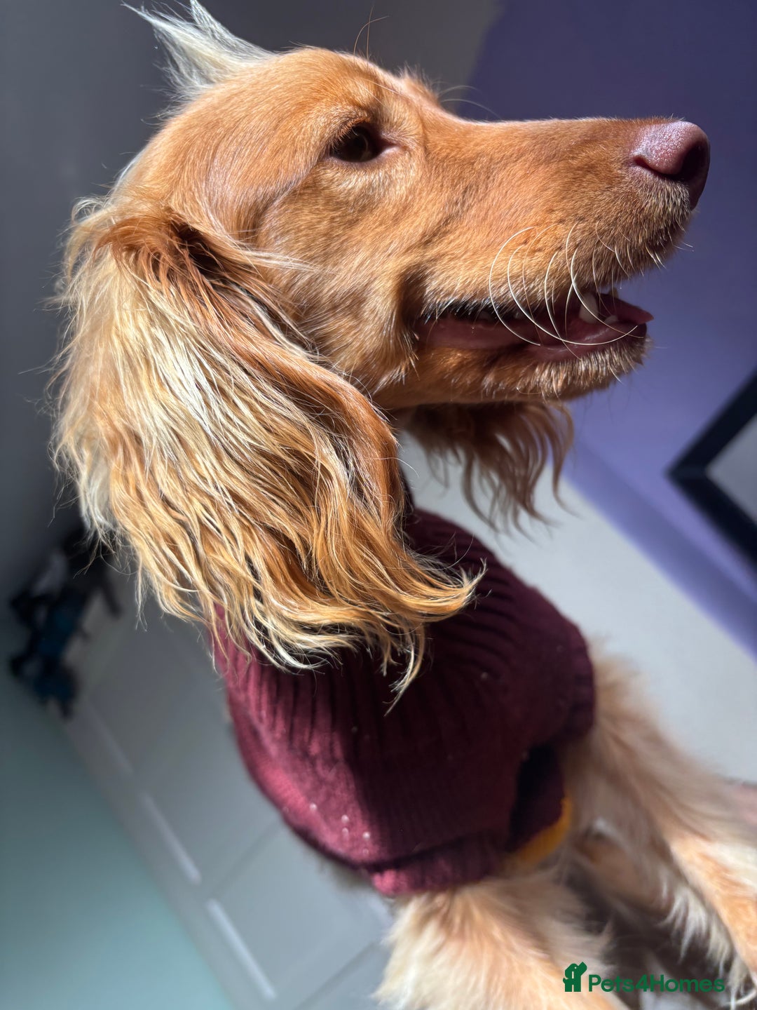 Mixed Breed dogs for sale: 10 month old cocker spaniel X red setter. - Image 1
