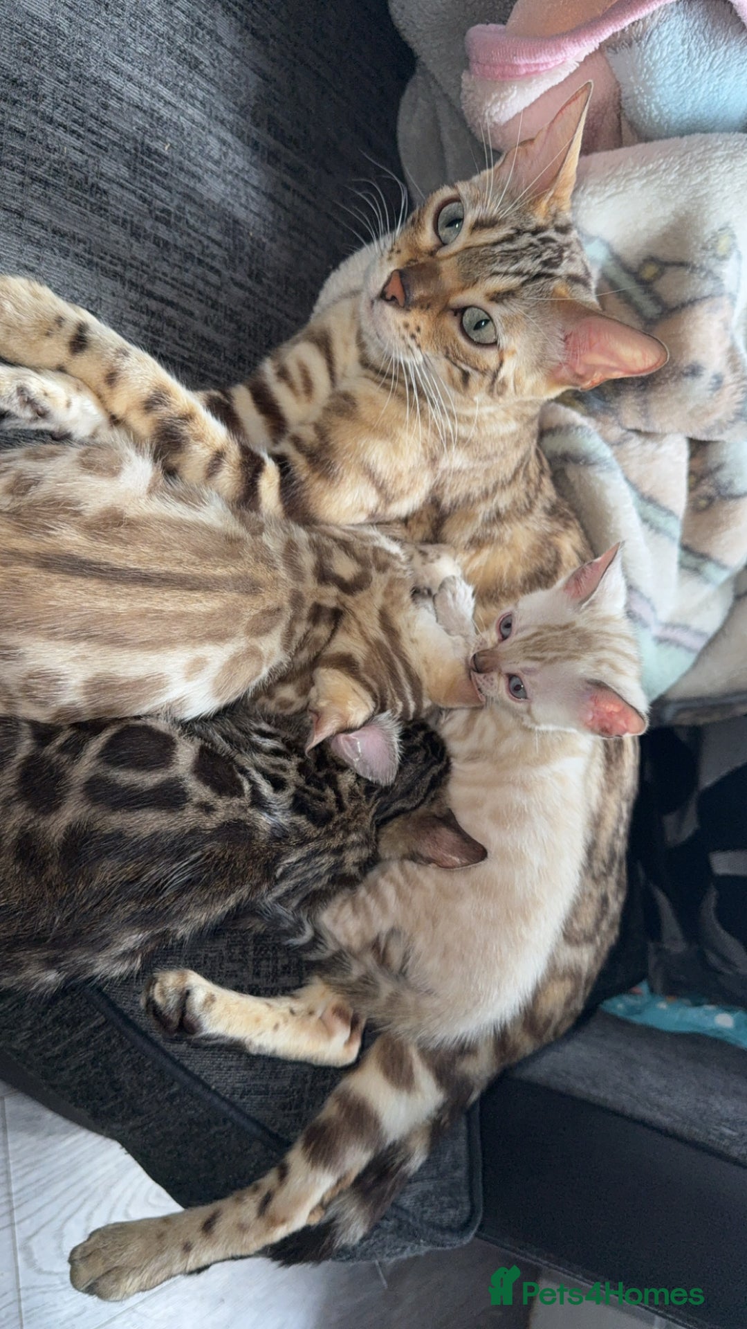 Bengal cats for sale: Stunning bengal kittens  - Image 3