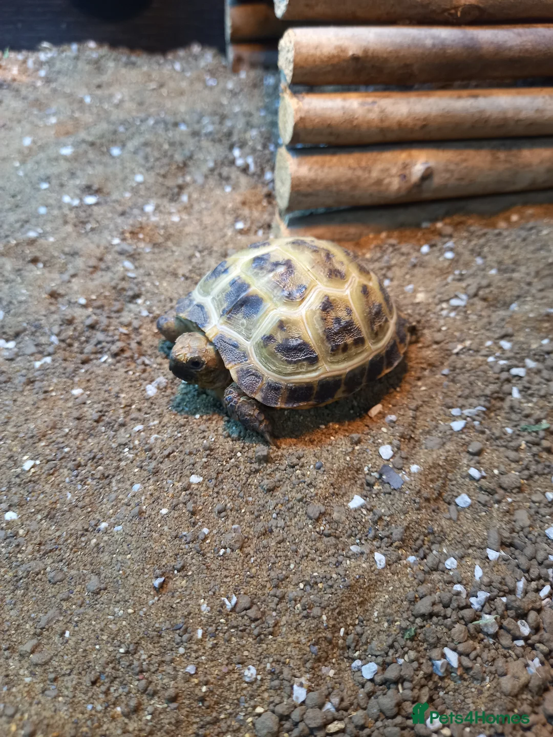 Tortoise reptiles for sale: Baby horsefield tortoises  - Advert 2