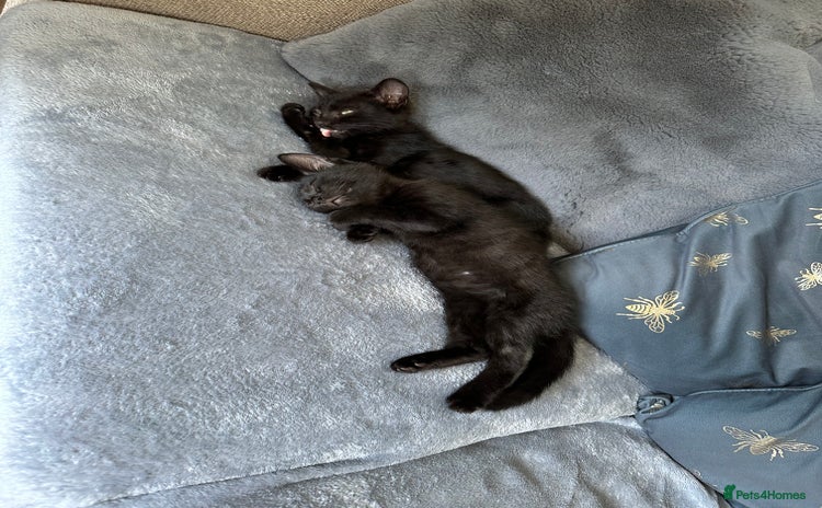 Mixed Breed cats for sale - Advert 1