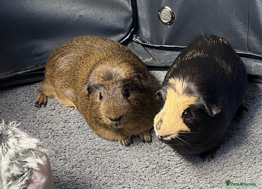 Guinea Pig rodents for sale: 4 Year Old Guinea Pig English Crested  - Advert 5
