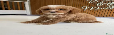 Cockapoo 5