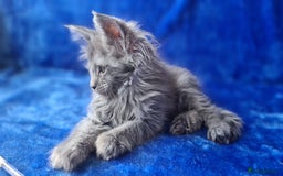 Maine Coon cats for sale: Maine Coon kittens registered with GCCF - Image 5