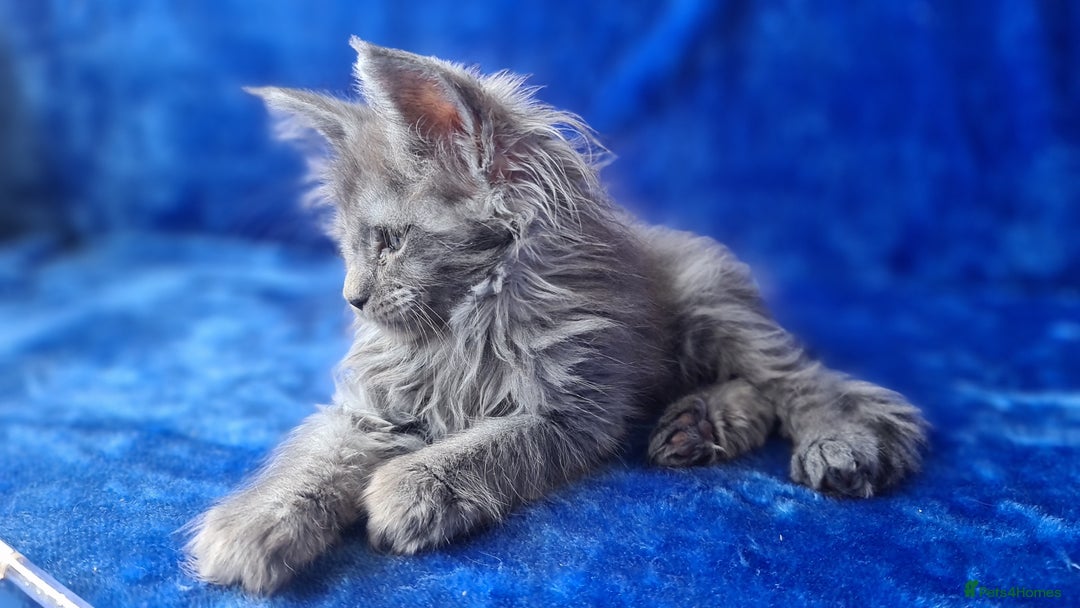 Maine Coon cats for sale: Maine Coon kittens registered with GCCF - Image 5