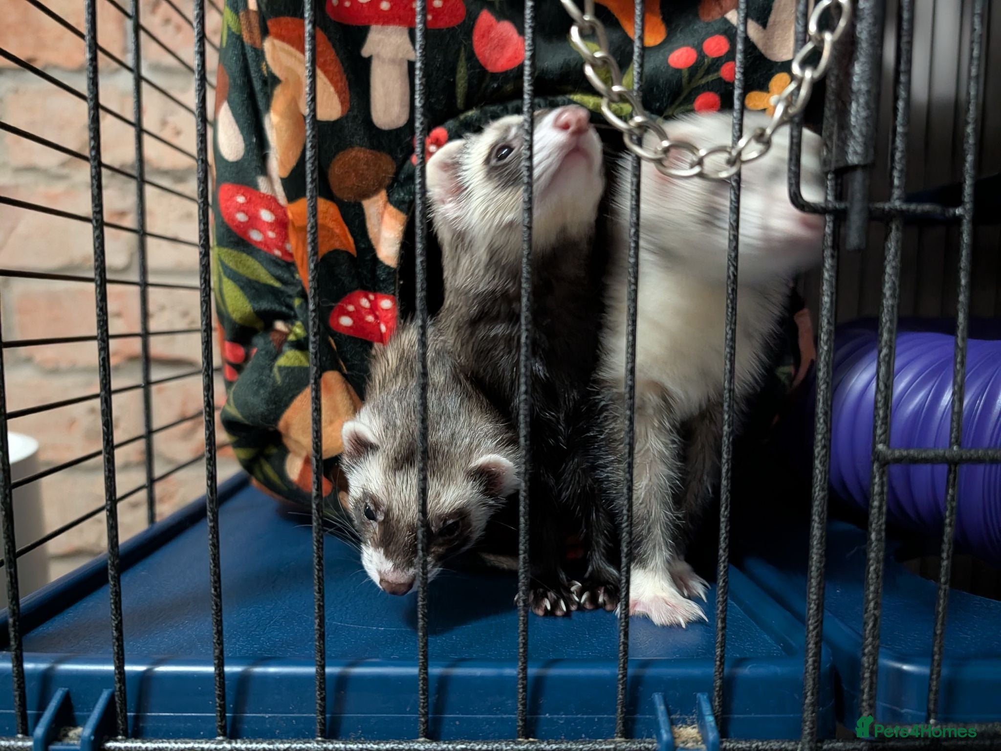 Ferret rodents 3 female bonded ferrets and setup - Advert 2