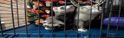 Ferret rodents for sale: 3 female bonded ferrets and setup - Advert 1