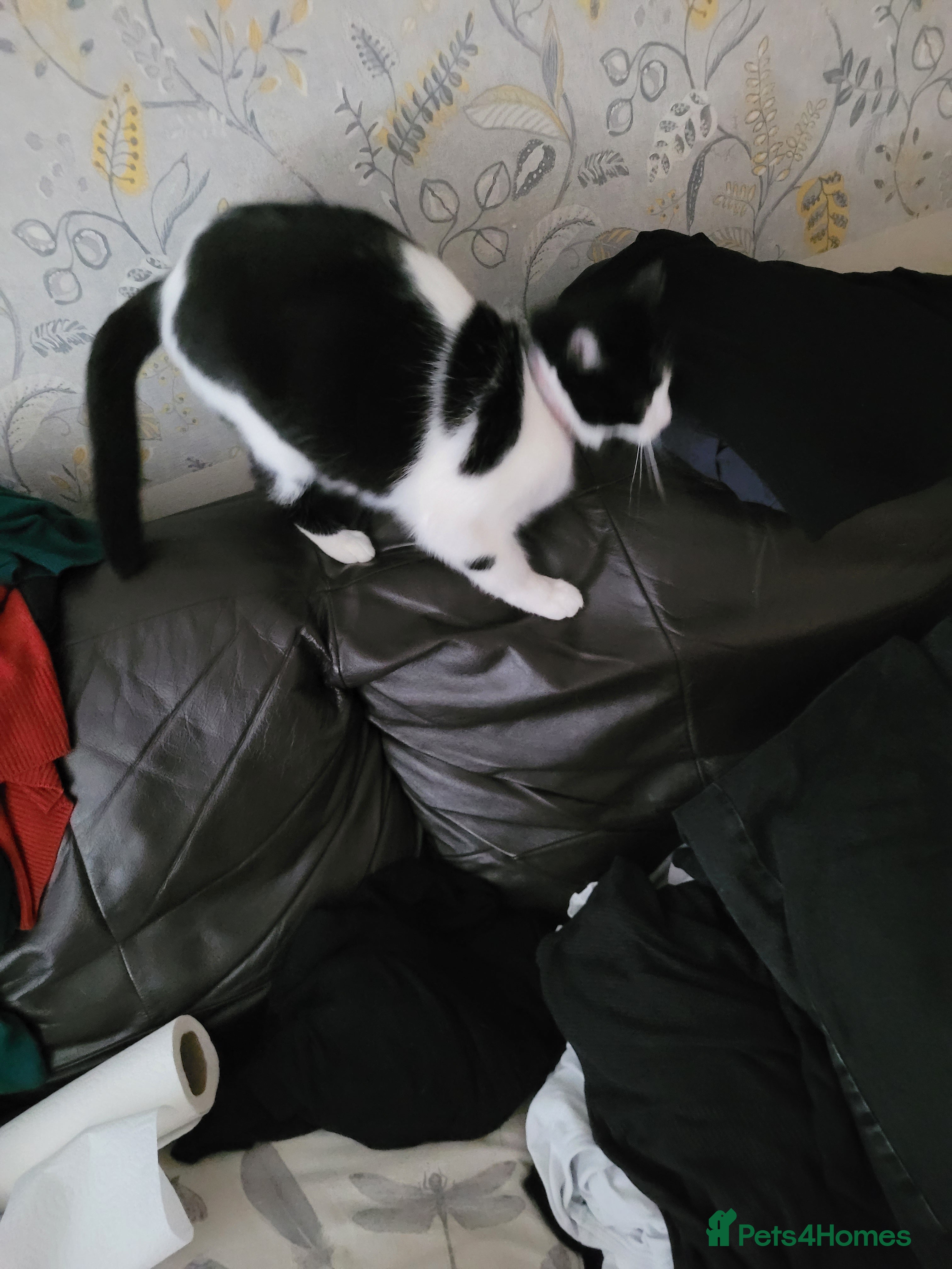 British Shorthair cats Gucci  - Advert 8