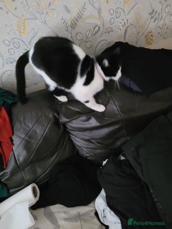 British Shorthair cats Gucci - Advert 1