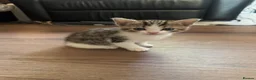Mixed Breed cats for sale: Bingo Cross Bengal, Maine coon in Holt - Advert 9