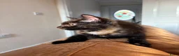 Mixed Breed cats for sale: Tortoise Female Kitten  - Advert 36