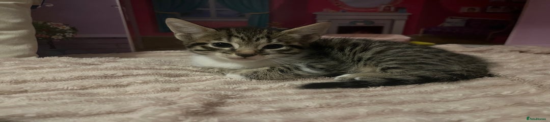 Savannah Kitten 3
