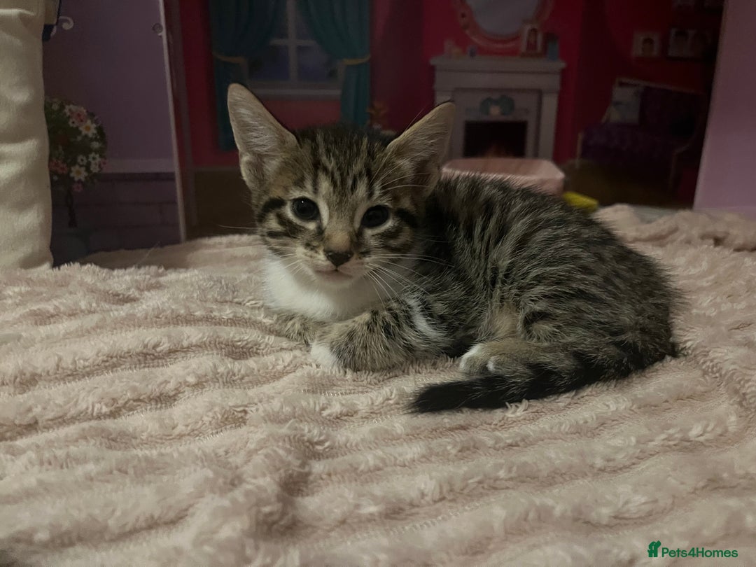 Savannah cats for sale: Savannah Cross Kittens - Image 7