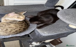 Mixed Breed cats for sale: 3 kittens available now  - Image 10