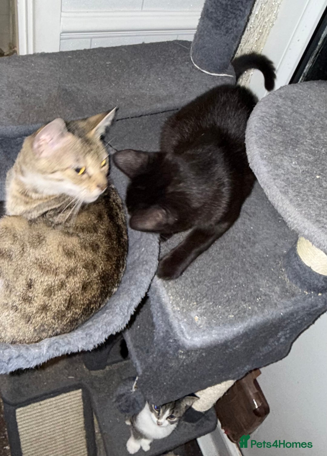 Mixed Breed cats for sale: 3 kittens available now  - Image 10
