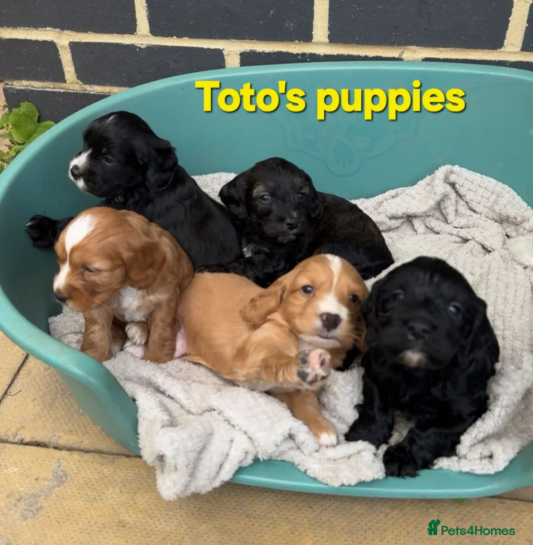 Cockapoo dogs for stud: PROVEN F1 Cockapoo for STUD in Canterbury - Advert 6