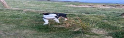 Welsh Collie dogs for sale: 4 Month old Welsh Boarder Collie  in Saint Helens - Advert 1