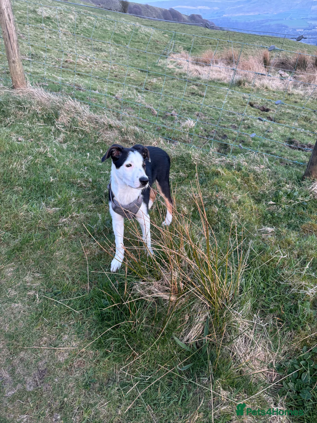 Welsh Collie dogs for sale: 4 Month old Welsh Boarder Collie  in Saint Helens - Advert 1
