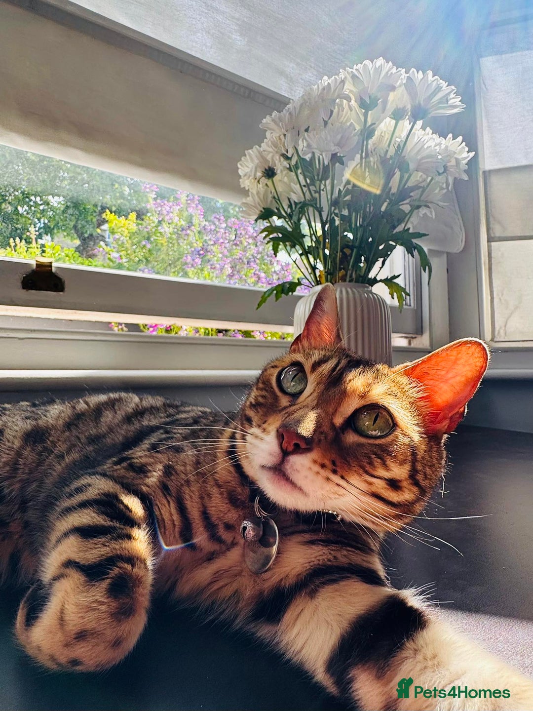 Bengal cats for sale: TWO BONDED BENGALS PRICE NEGOTIABLE FOR RIGHT HOME - Advert 4