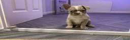 French Bulldog dogs for sale: Micros -Reduced and ready now to get them settled  - Advert 26