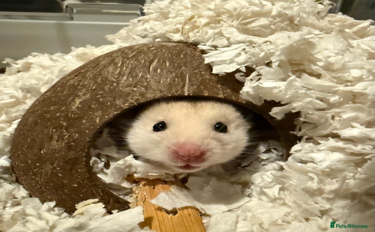 Hamster rodents for sale - Advert 1