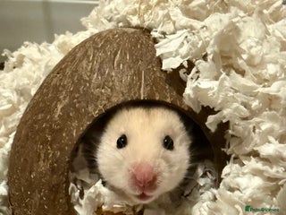 Hamster rodents - Advert 3