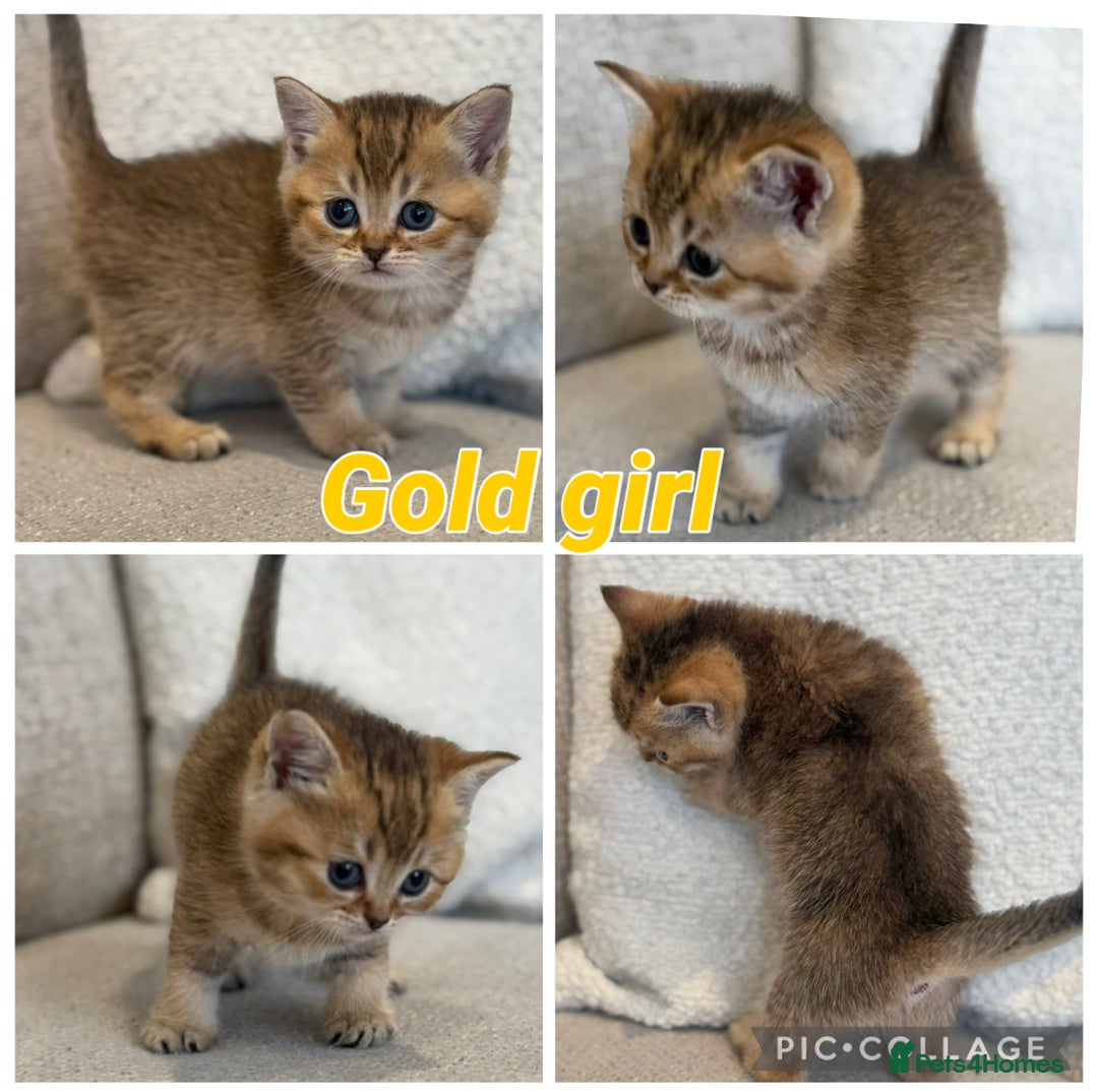 British Shorthair cats for sale: Silver and golden kittens - Advert 2