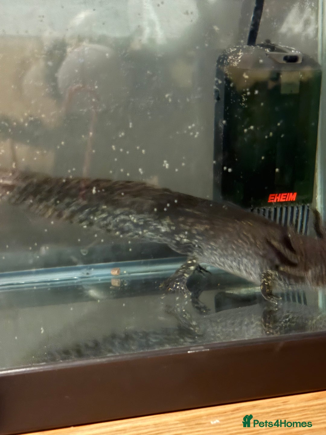 Axolotl reptiles for sale: Male axolotl  - Advert 2