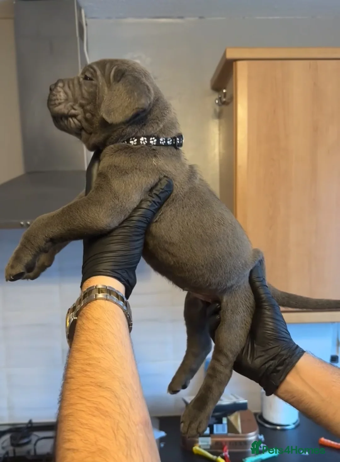 Cane Corso dogs for sale: Pure Blue Cane Corso puppies for sale - Advert 38