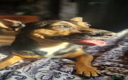 Mixed Breed dogs for sale: Sweetest gentle ball obsessed boy around  - Image 3