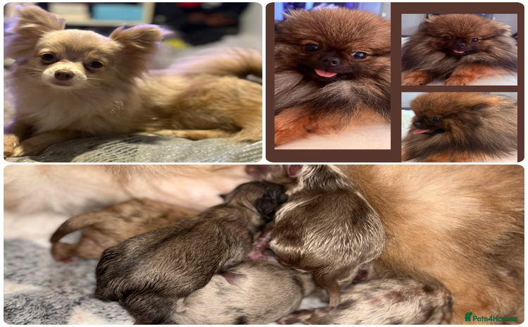 Pomchi dogs - Advert 5