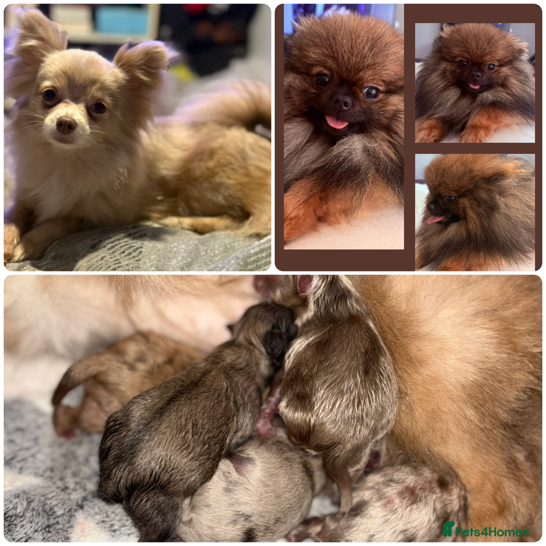 Pomchi dogs for sale: 3/4 Pomeranian 1/4 chihuahua  rainbow litter - Image 1