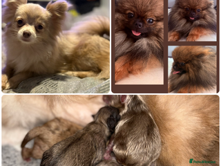 Pomchi dogs - Advert 10