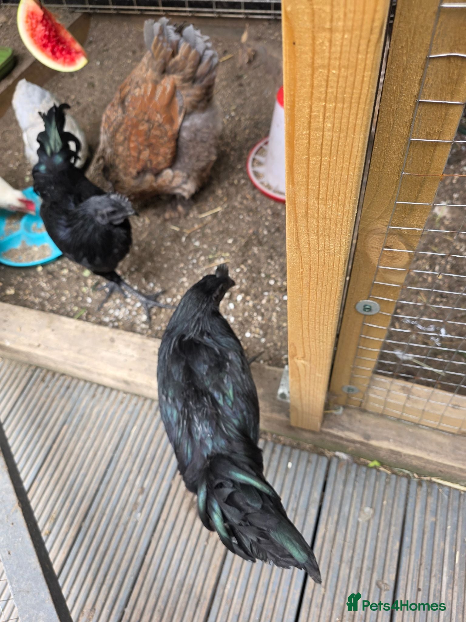 Chickens poultry Ayam Cenami for sale - Advert 2