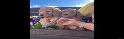 Cockapoo dogs for sale: QUALITY COCKERPOO PUPPIES ,HEALTH TESTED PARENTS - Advert 6