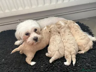 Maltipoo dogs 4 maltipoos - Advert 3