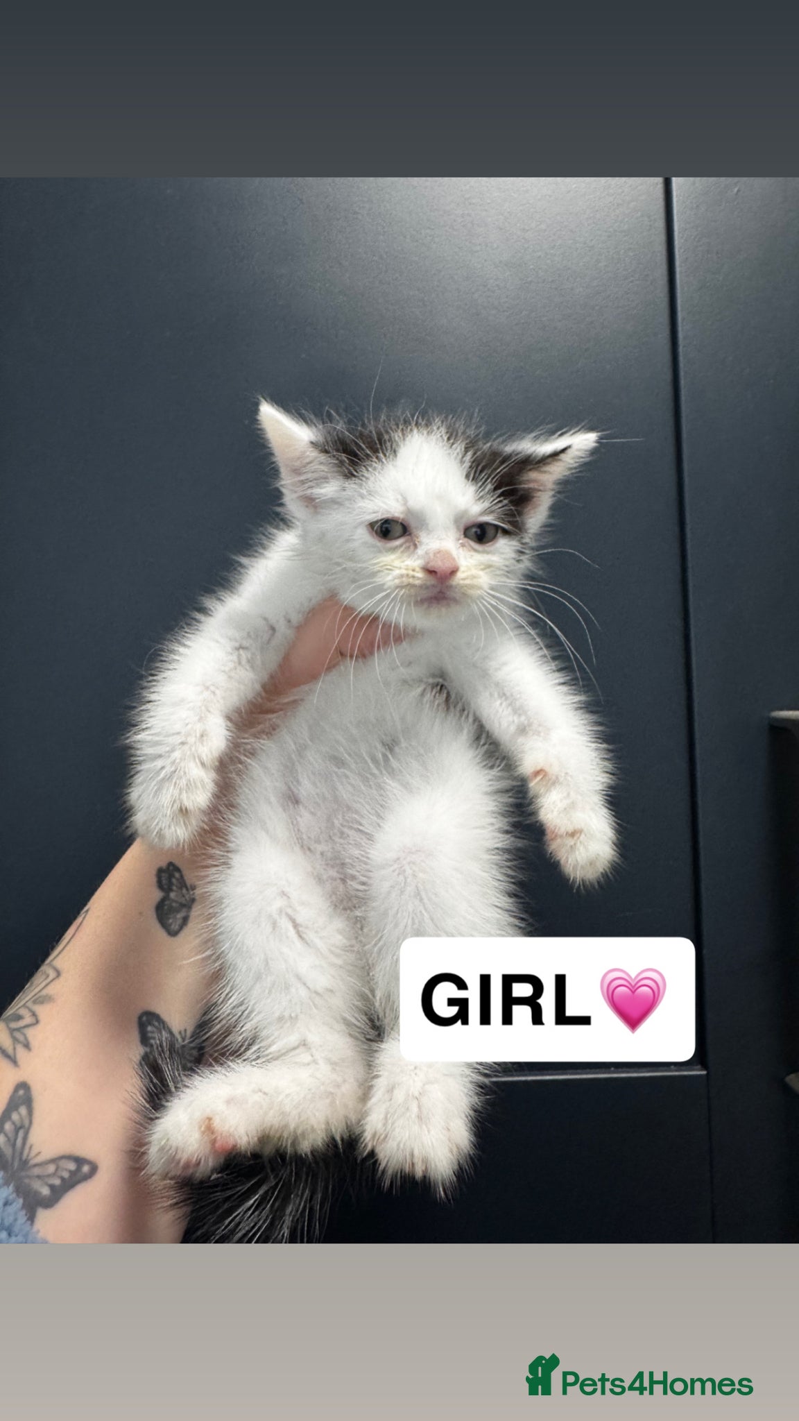 Mixed Breed Kitten 3