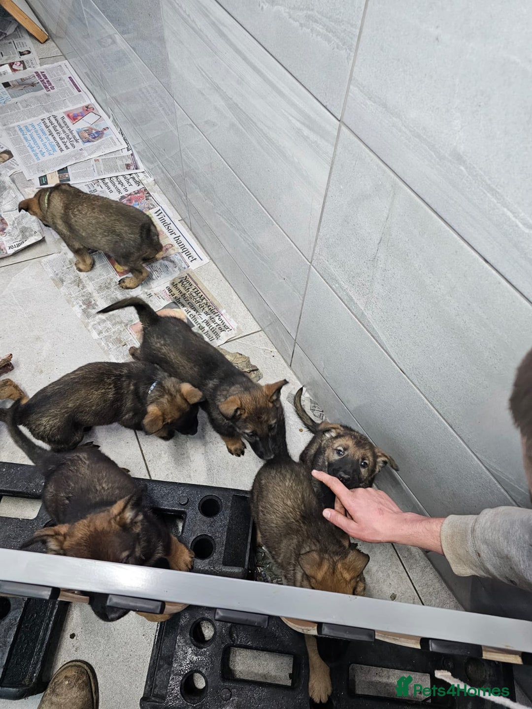 Belgian Shepherd Dog dogs for sale: Belgian malinois cross Czech Shepherd  - Advert 32