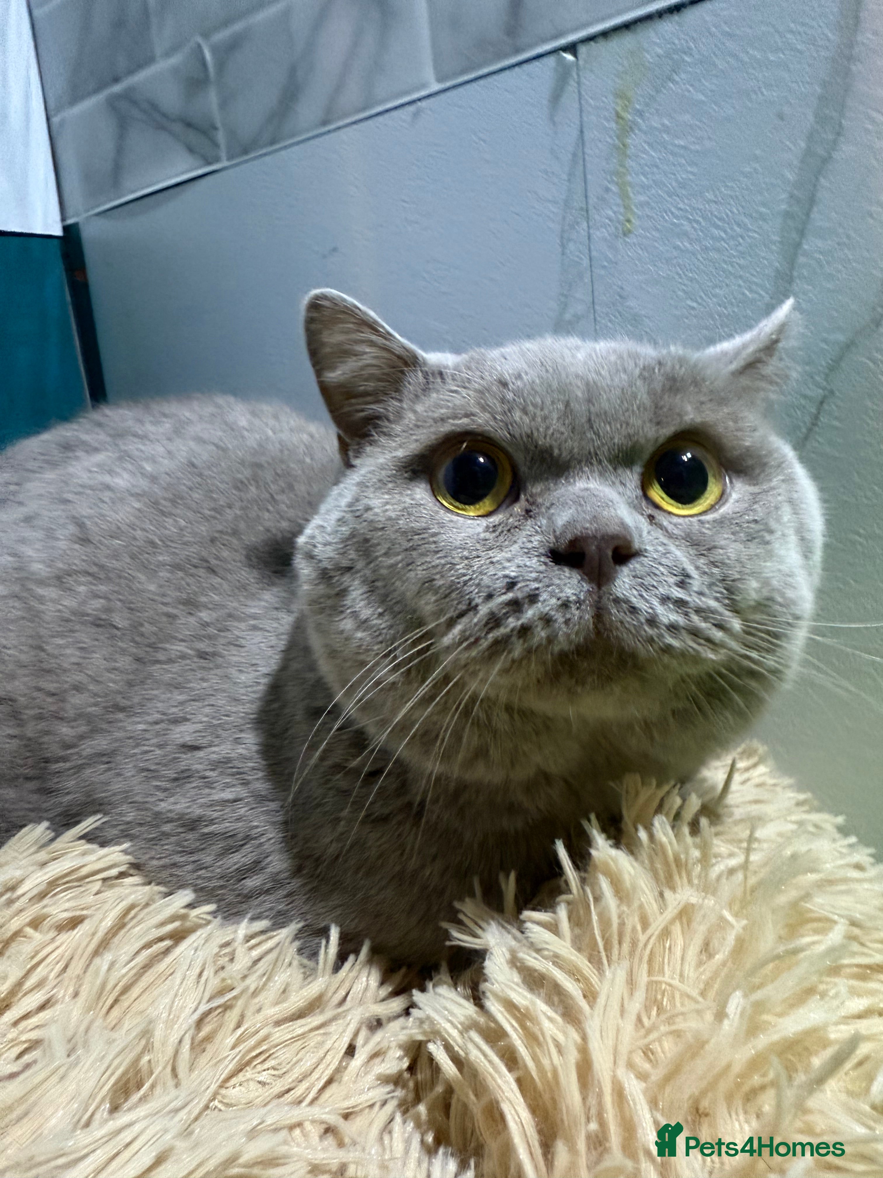 British Shorthair cats Lilac BSH for stud duties  - Advert 18