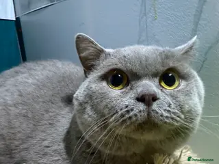 British Shorthair cats Lilac BSH for stud duties - Advert 18