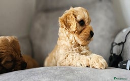 Cavapoo dogs for sale: Delightful Cavapoo puppies - Image 5